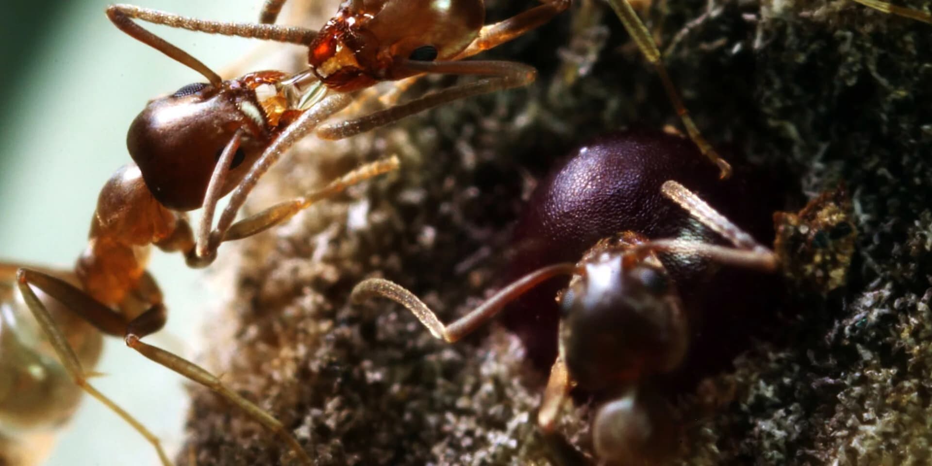 San Diego's Ant War Is Real. The Viral Picture of It Isn't.