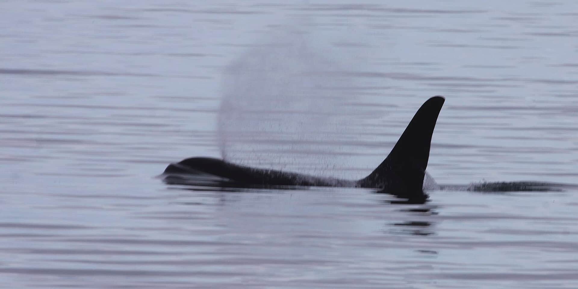Do Male Orcas Really Stay With Their Mothers for Life?