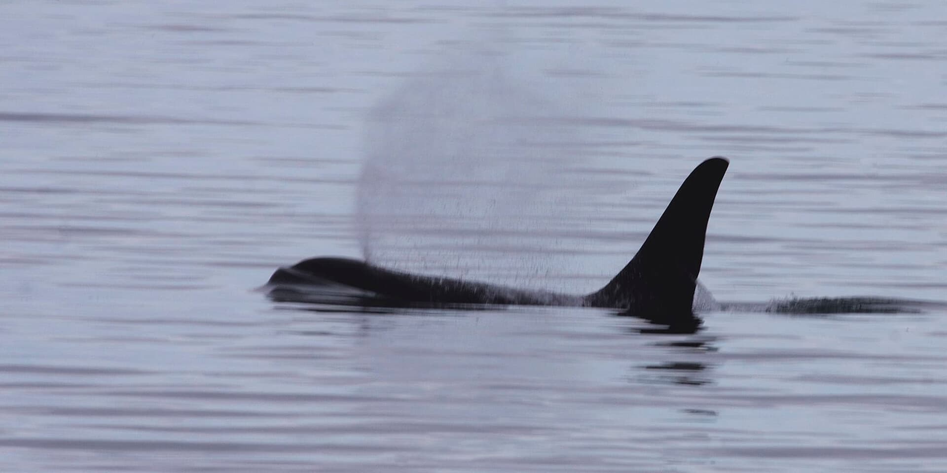 Do Male Orcas Really Stay With Their Mothers for Life?
