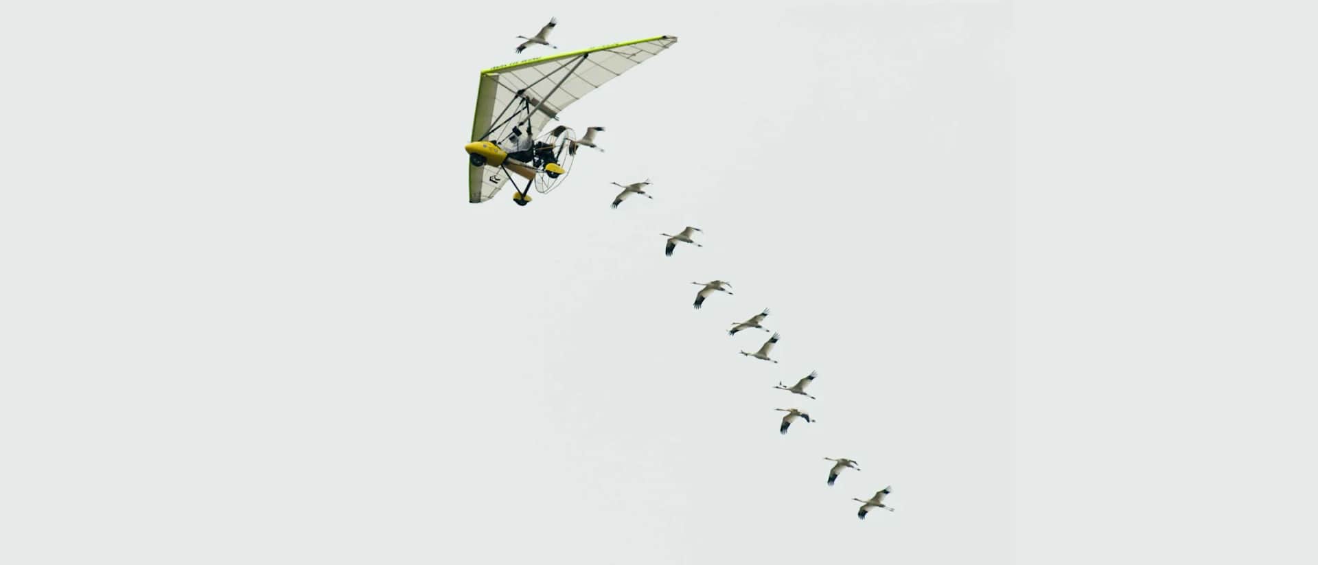 Whooping Cranes Learned to Migrate by Following Costumed Pilots