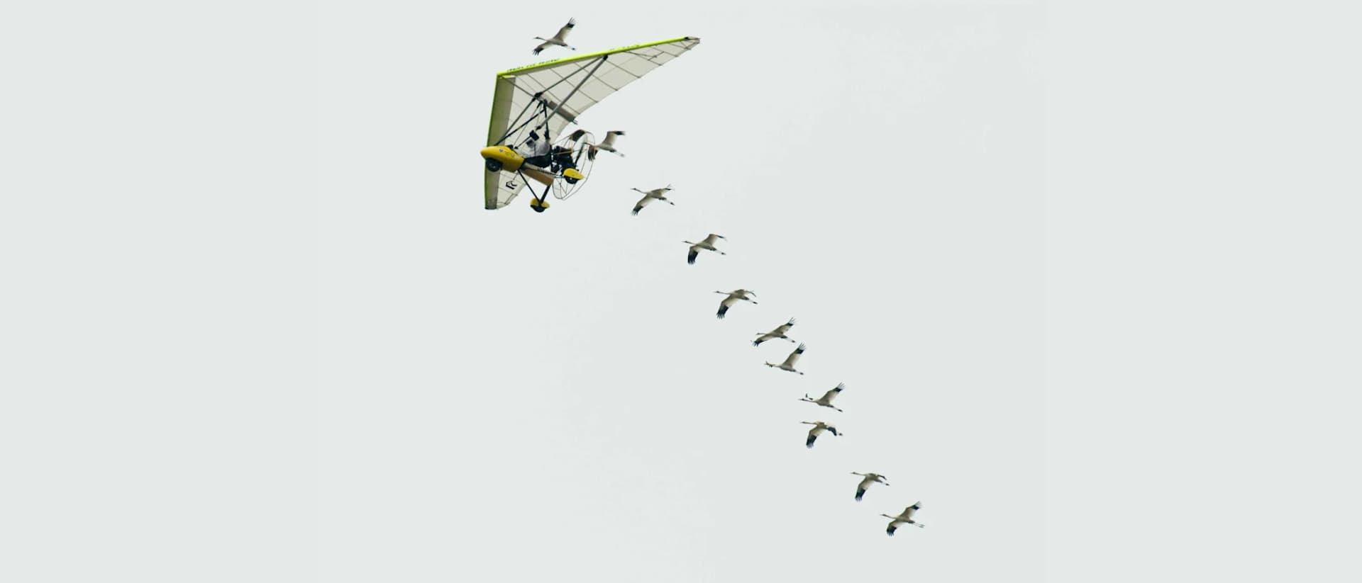 Whooping Cranes Learned to Migrate by Following Costumed Pilots