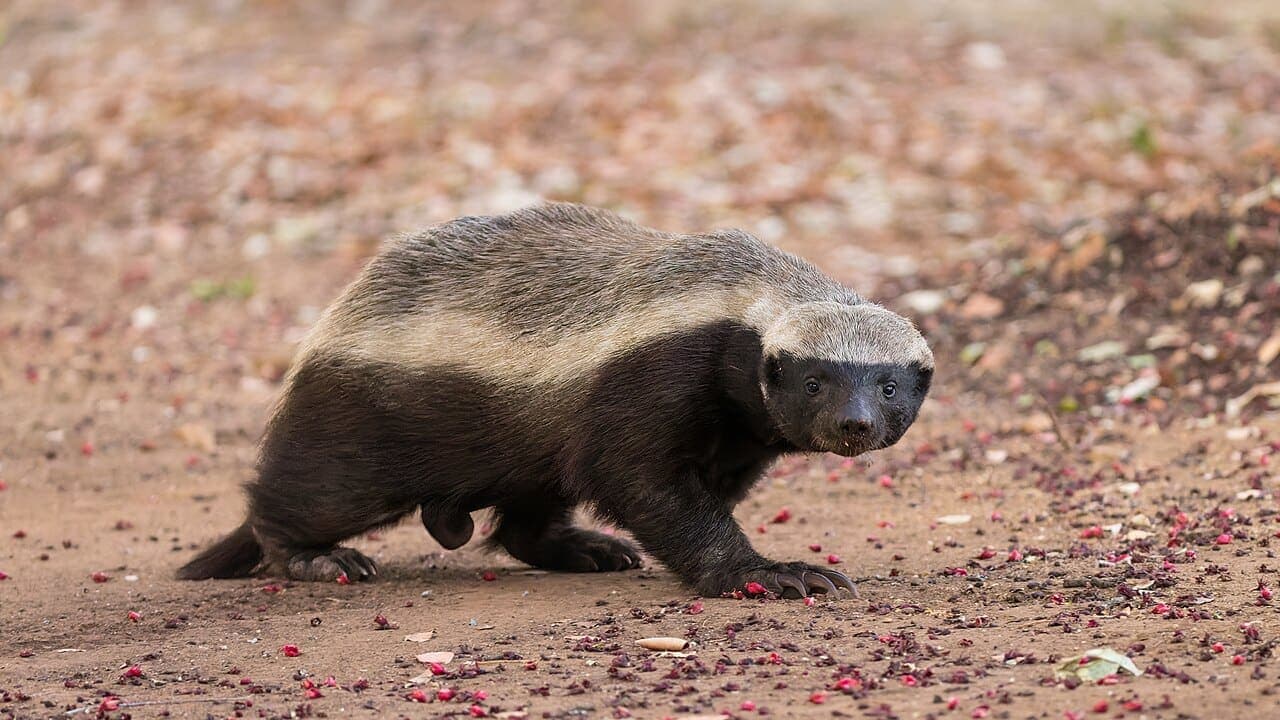 Stoffel the Honey Badger: The True Story Behind the Viral Escapes