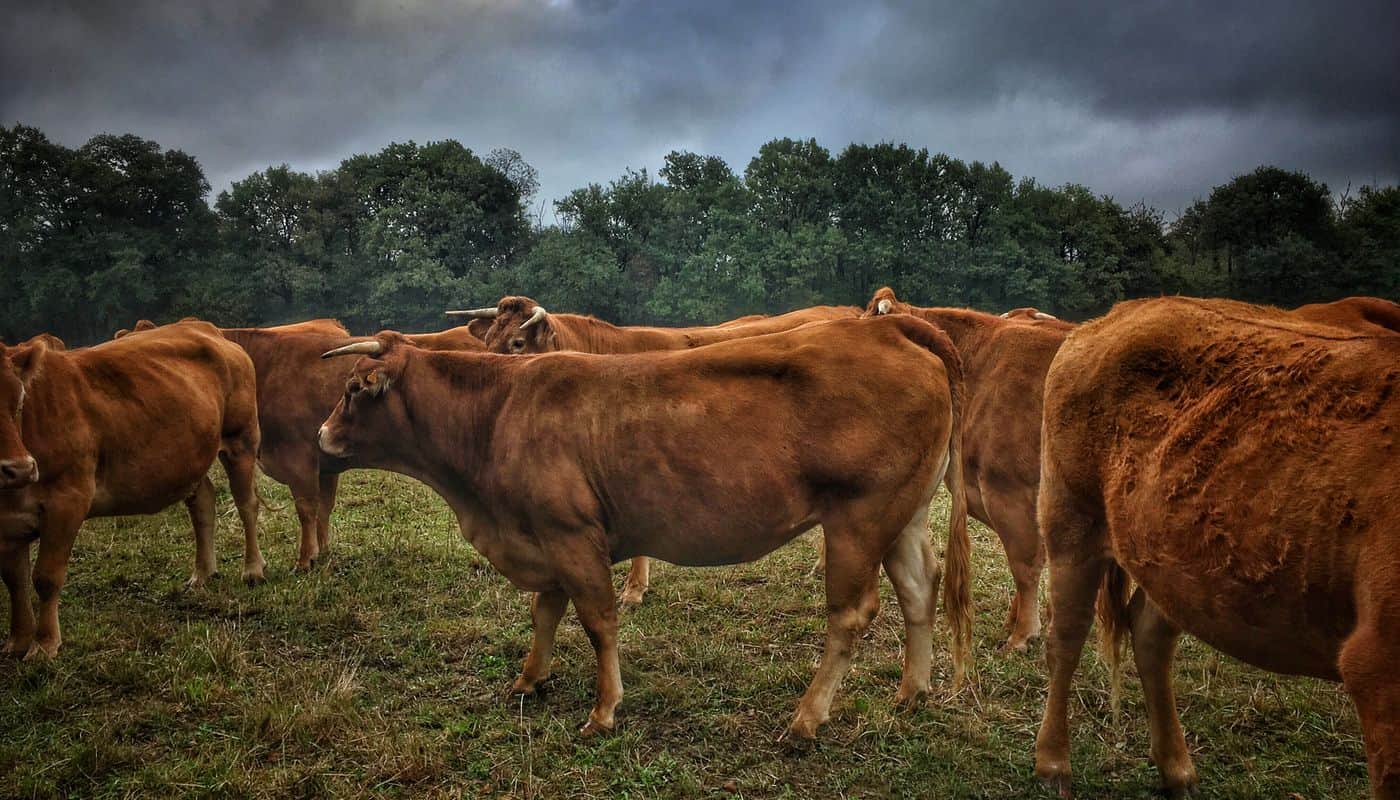 Stillborn Calves and a Texas Data Center: What's Actually Known